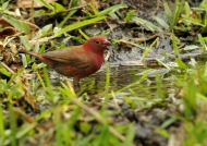 Red-billed Firefinch – male