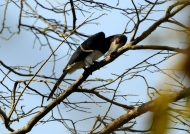 Trumpeter Hornbill