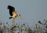 Yelow-billed Stork