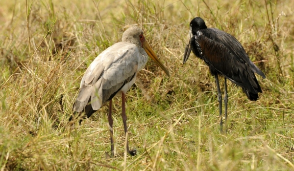 Yelow & Open-billed Storks