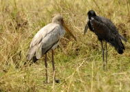 Yelow & Open-billed Storks