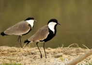 Spur-winged Lapwings – m.&f.