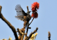 Eastern Olive Sunbird