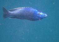 Dimidiochromis kiwinge – m.