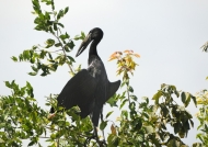 Open-billed Stork