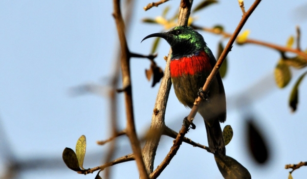 Double-collared Sunbird