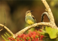 Yellow-bellied Sunbird – f.