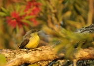 Yellow-bellied Sunbird – juv.