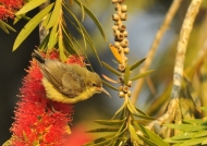Yellow-bellied Sunbird – juv.