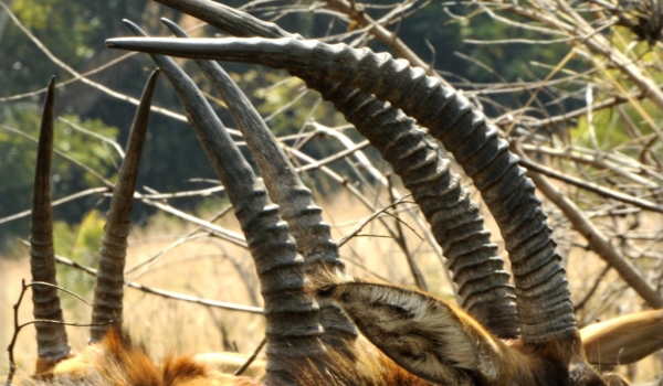 Horns of Sable Antelopes