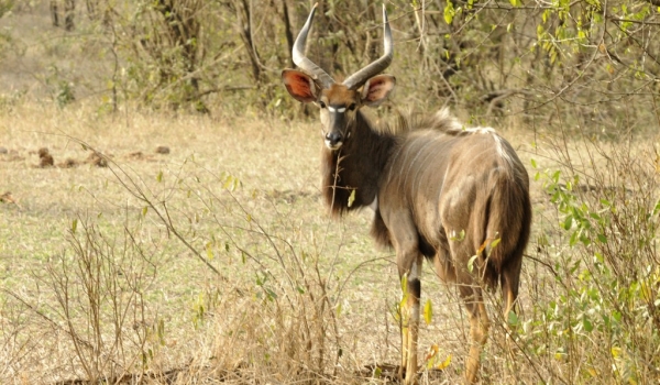 Nyala Antelope – male