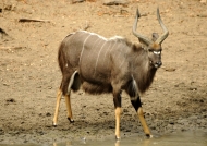 Nyala Antelope – male