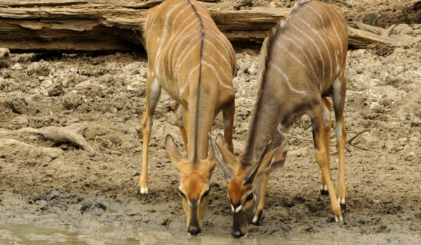 Nyala Antelopes-young m. & f.