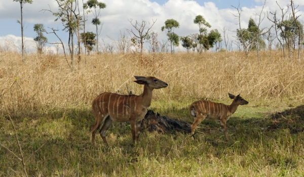 Nyala Antelopes