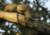 Red-legged Sun Squirrel