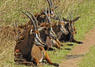 Sable Antelopes – females