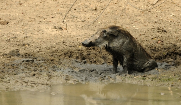 Wet Warthog