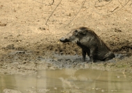 Wet Warthog