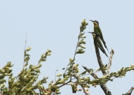 Madagascar Bee-eaters
