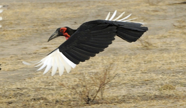 Ground Hornbill