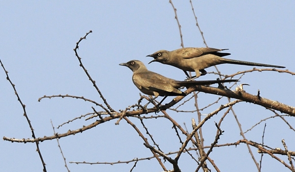 Ashy Starlings