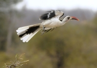 Ruaha Red-billed Hornbill