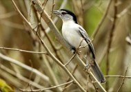 Black-backed Puffback – f.