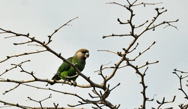Brown-headed Parrot