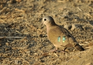 Emerald-spotted Dove
