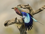 Tanzania – Birds