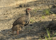 Red-necked Spurfowl & chick