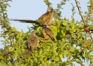 Speckled Mousebirds