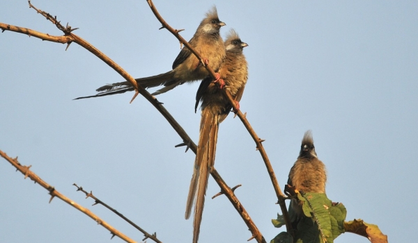 Speckled Mousebirds
