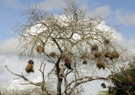 Weaver nests in a tree