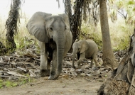 Mother & baby elephant