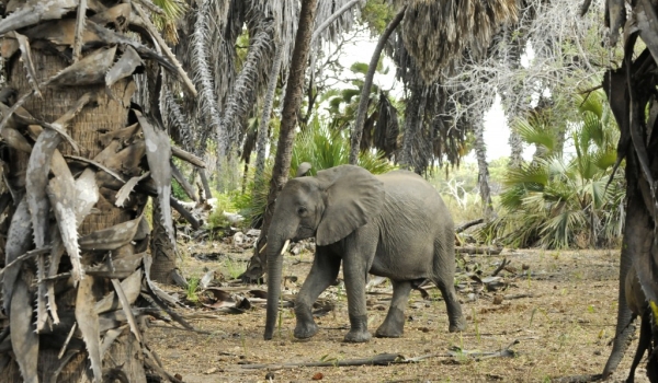 Baby elephant escaping