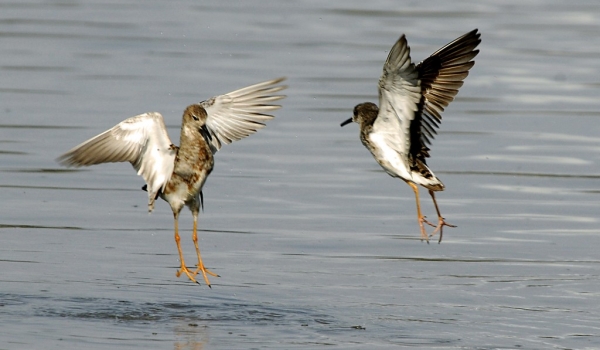 Wood Sandpipers