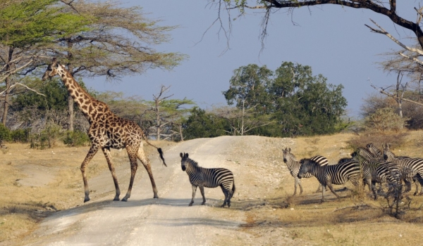 Zebras following the giraffe