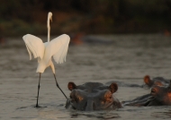 Great  Egret with Hippos