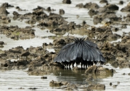 Black Egret fishing