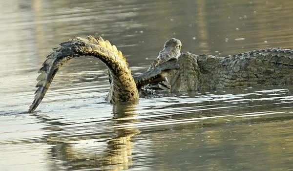 Nile Crocodile fight