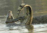Tanzania – Nile Crocodile fight