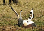 Lapwing attacking a Crane
