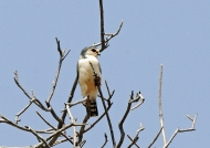 African Pygmy Falcon
