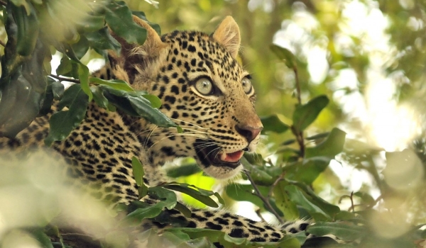 Leopard cub – 2-3 months