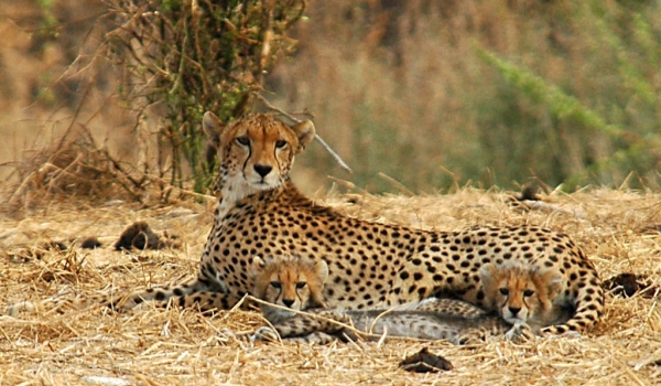 Cheetah love story with cubs
