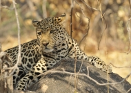 Leopard – male