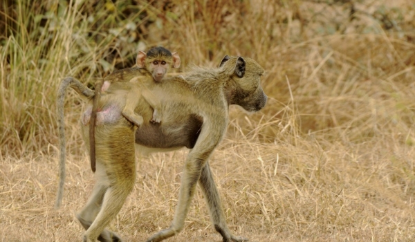 Yellow Baboon with baby
