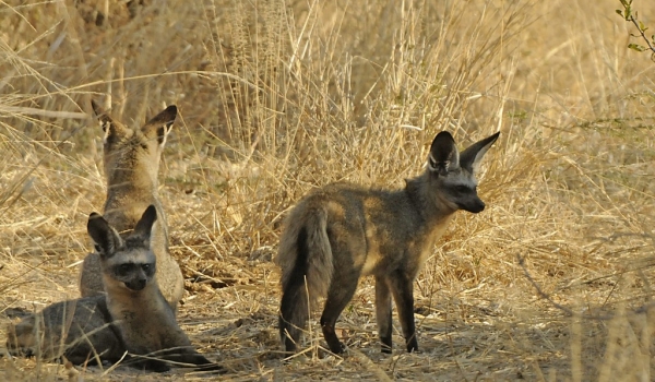 Bat-eared Foxes
