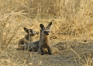 Bat-eared Foxes